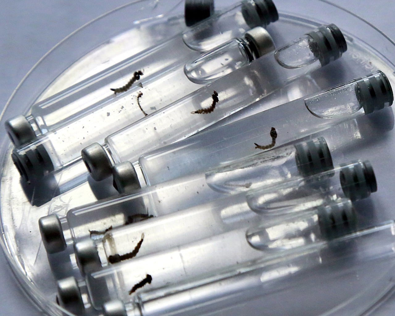 L'Institut Pasteur inaugurera en 2028 un nouveau centre de pointe sur les infections liées au climat et à l'environnement, où seront conduites des recherches sur les moustiques, les insectes vecteurs et les maladies infectieuses à transmission vectorielle. (DPA Picture Alliance/BSIP)