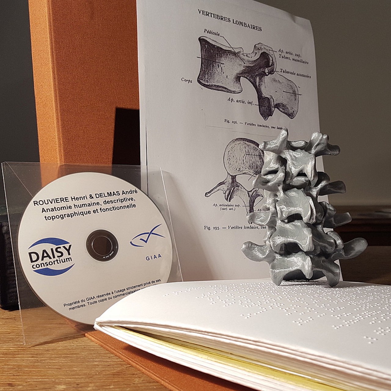 Le prêt pourra comprendre une modélisation d'os et d'articulations en 3D, accompagnée si besoin d'explications sonores et/ou en braille.