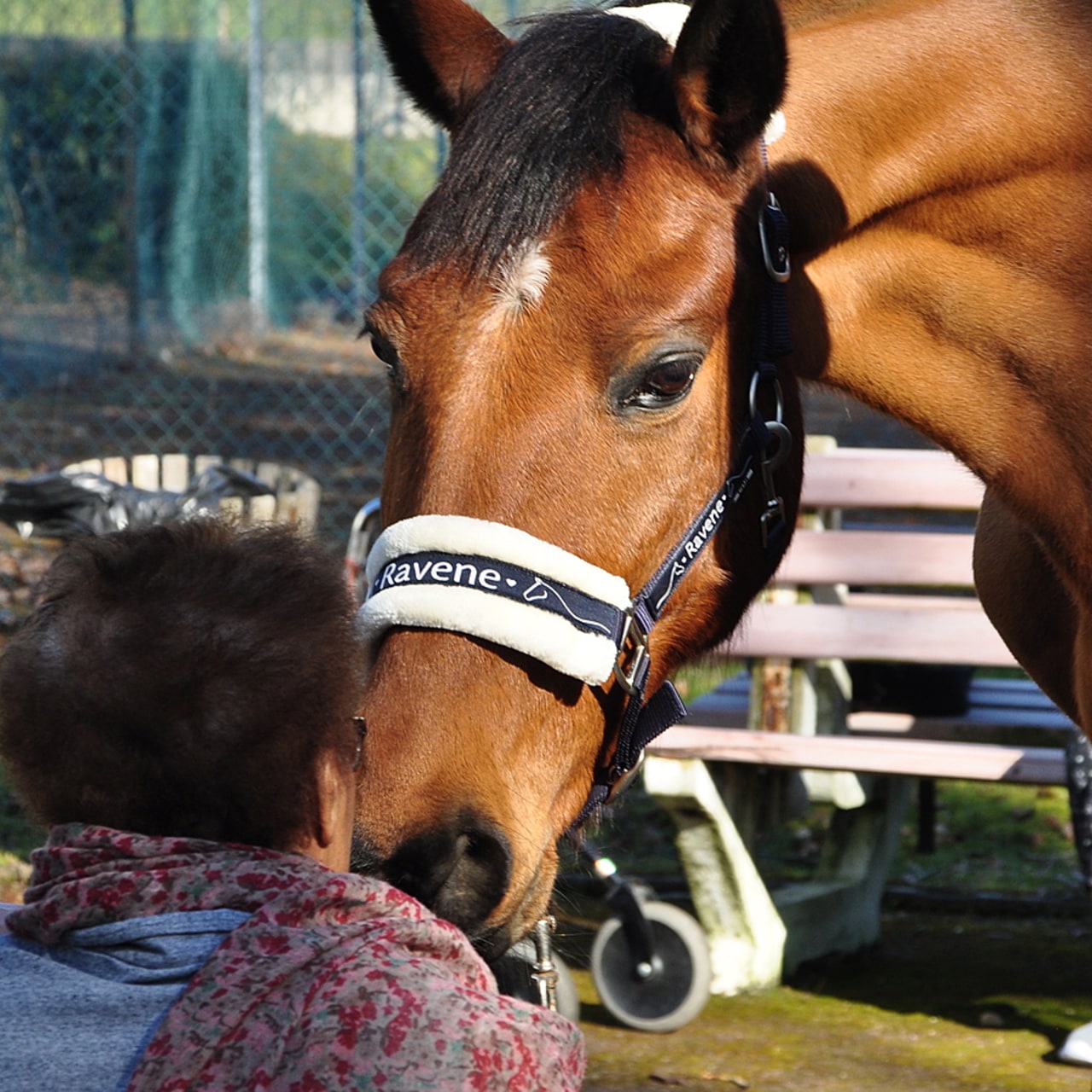 Cheval et résidents s'apprivoisent.