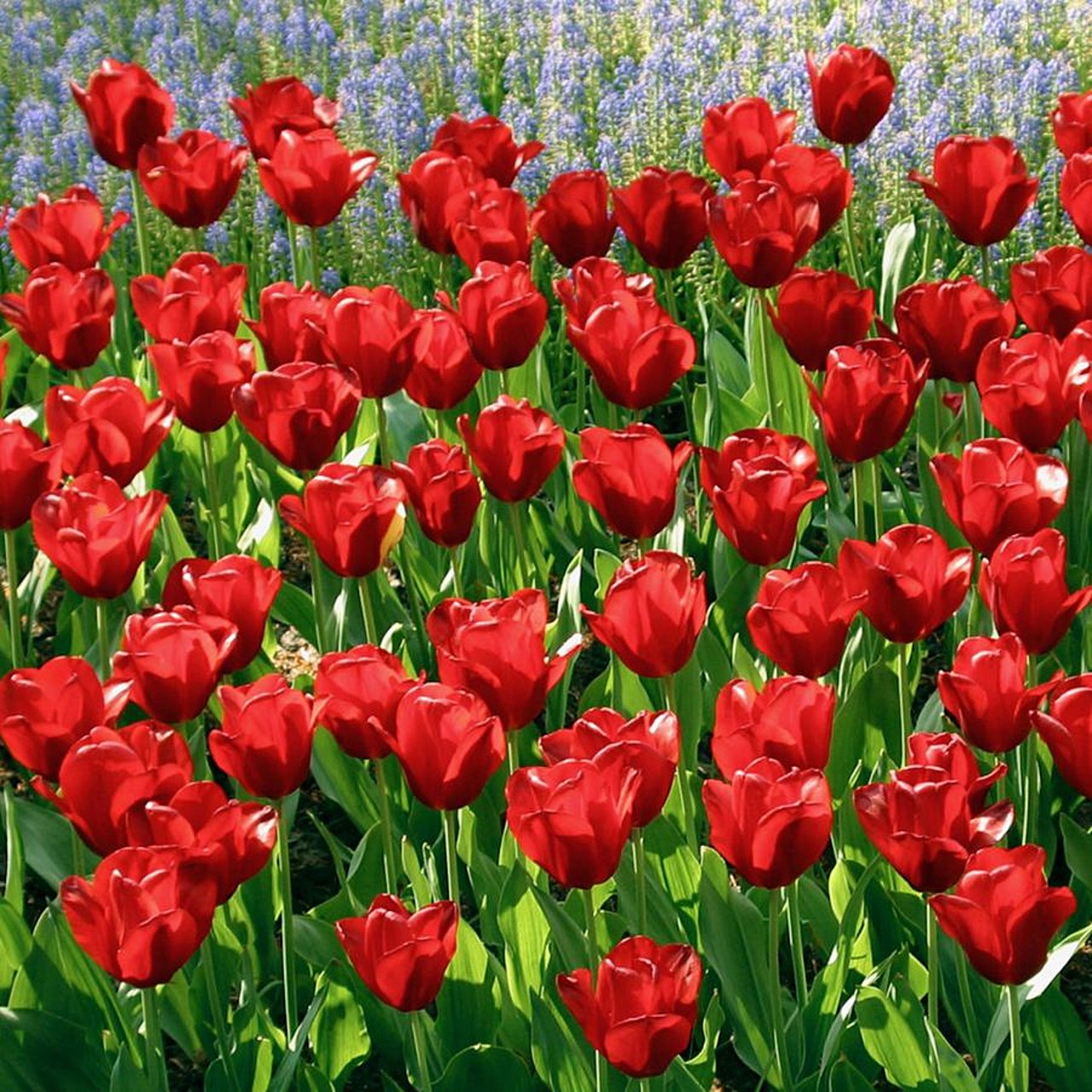 Les bulbes de tulipes plantés et analysés au CHU de Besançon provenaient des Pays-Bas, premier pays touché par les phénomènes de résistance aux traitements antifongiques.