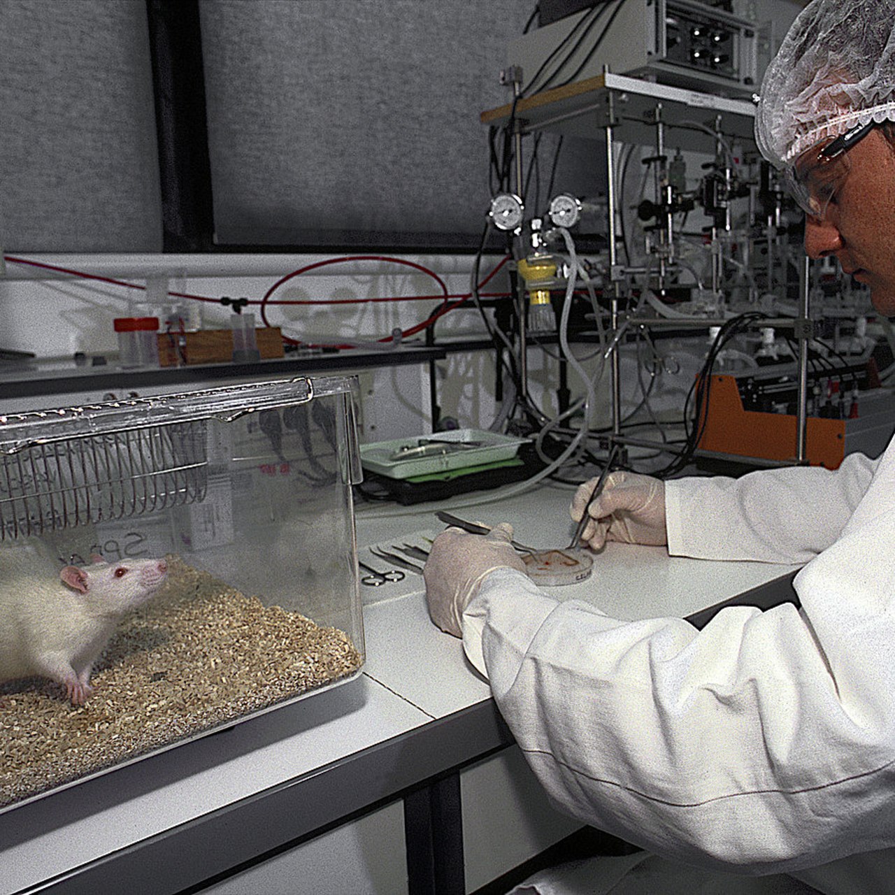 62% des animaux utilisés en recherche tous les ans en France sont des souris, selon le FC3R. (Lenartowski/BSIP)