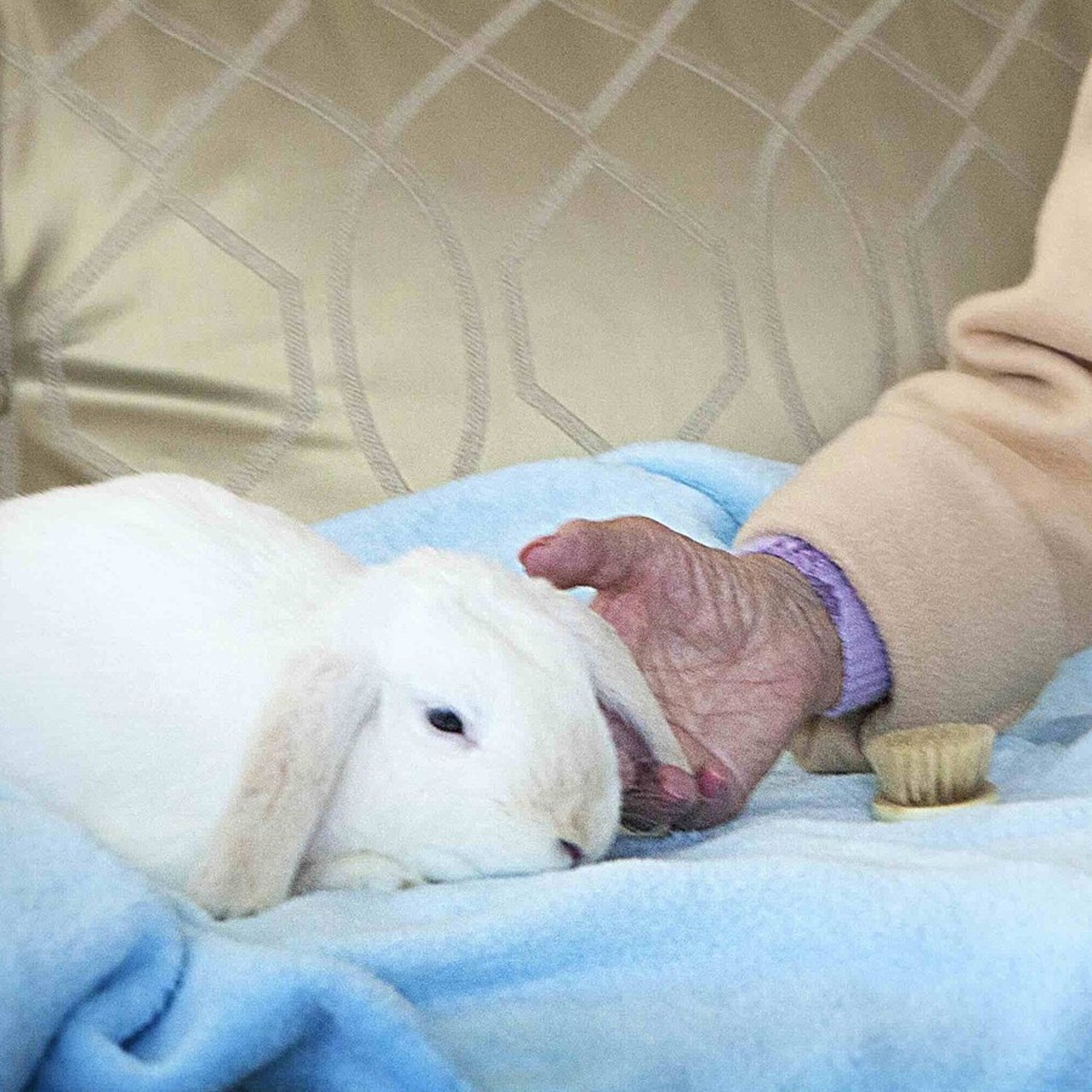 La notion d'animal domestique est large. Outre les chiens et les chats, elle concerne aussi les lapins ou les chevaux. (Amélie Benoist/Image Point FR/BSIP)