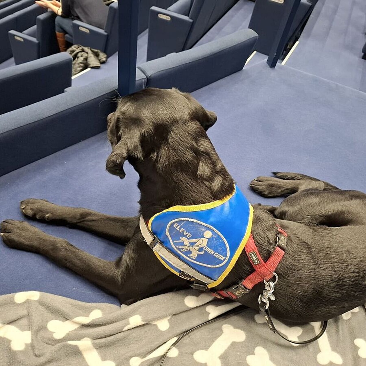 La définition légale du recours à la médiation animale et de son cadre éthique permettrait d'encadrer et valoriser la pratique. (Edoxie Allier/Hospimedia)