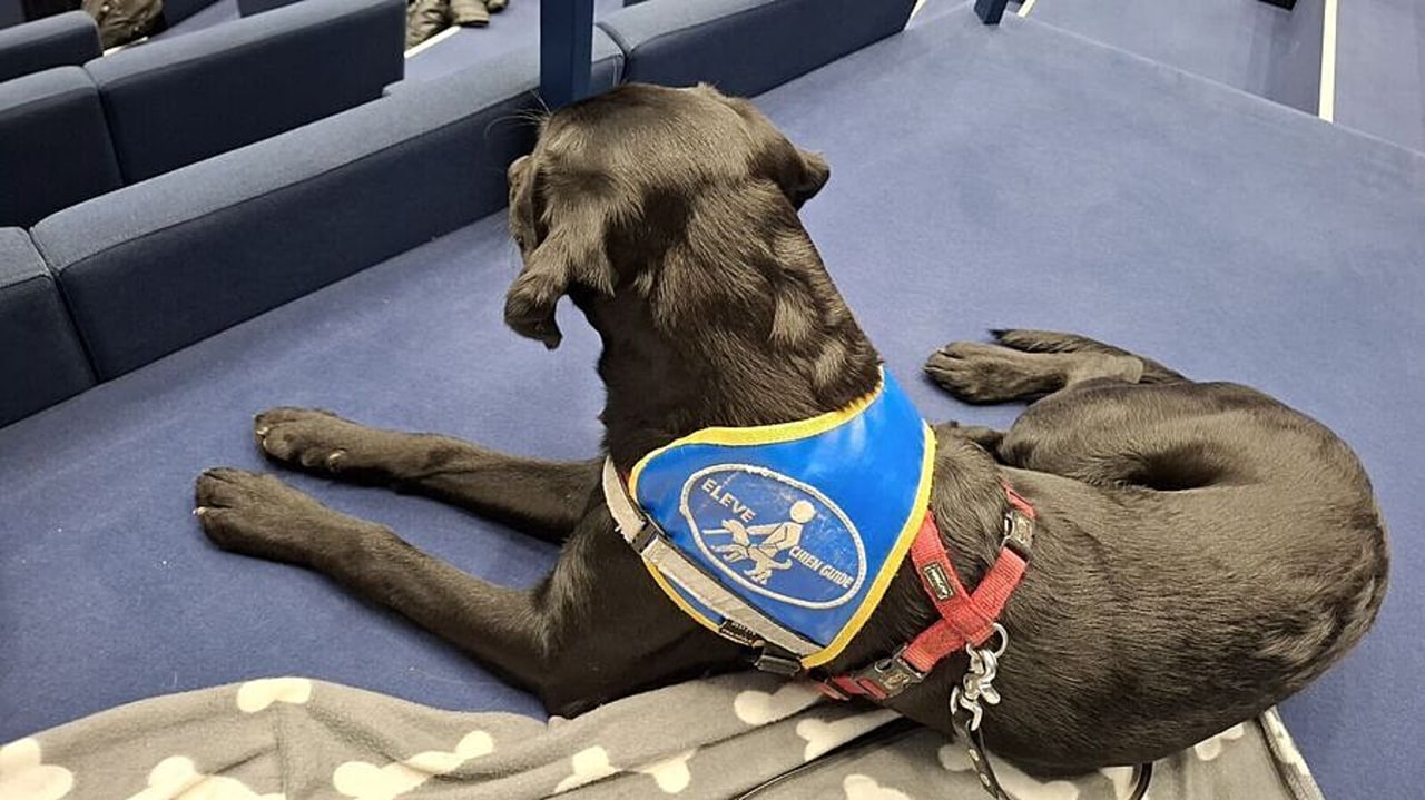 La définition légale du recours à la médiation animale et de son cadre éthique permettrait d'encadrer et valoriser la pratique. (Edoxie Allier/Hospimedia)