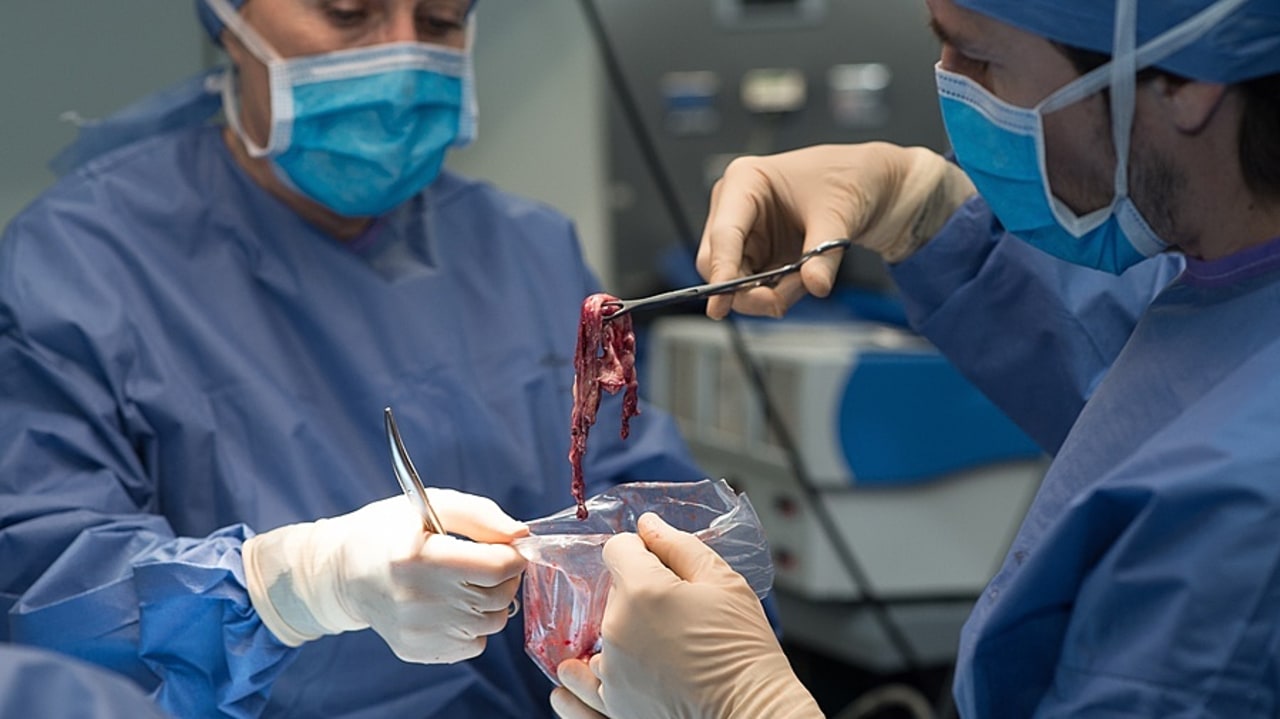 Aujourd'hui voués à la destruction, les éléments biologiques constituent un enjeu fondamental pour la recherche. (A. Noor/Image Point FR/BSIP)