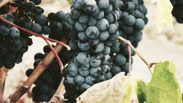 오른쪽 명치 통증 완화를 위한 생활 습관과 식이 요법 이미지