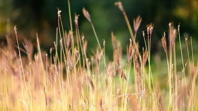 입술 헤르페스 연고 종류와 치료 한계점 이미지