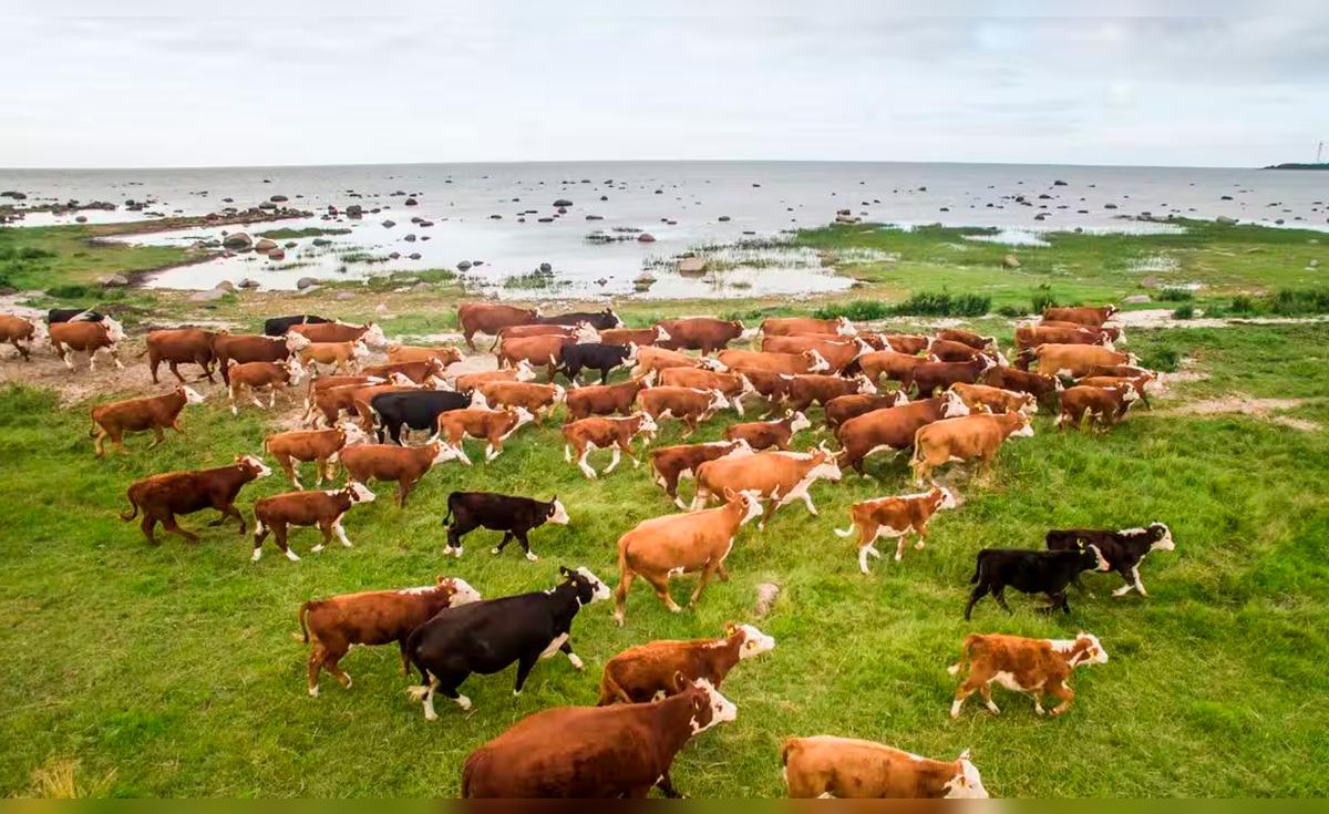 Estudio genético revela cómo un pequeño grupo de vacas sobrevivió y se multiplicó en la isla de Ámsterdam durante más de un siglo