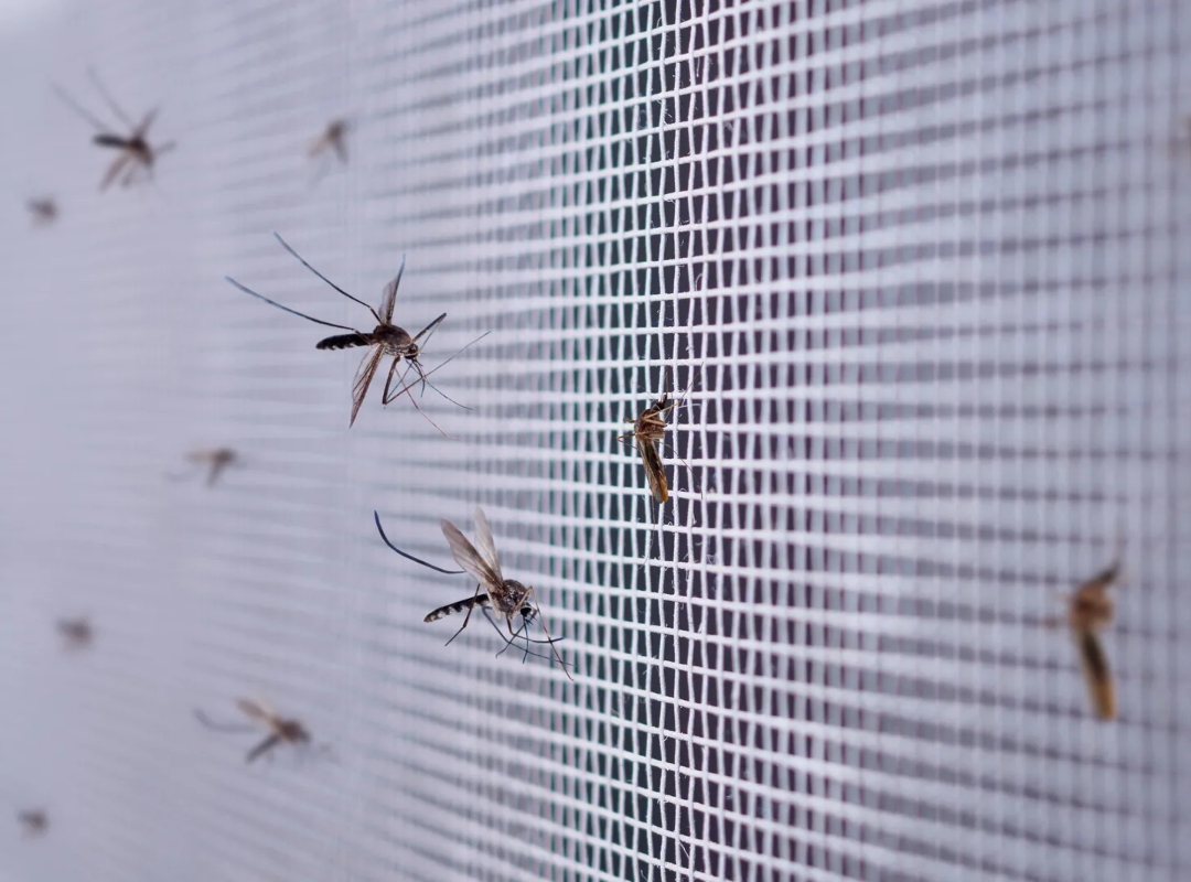 Aumento estacional de mosquitos laguneros afecta varios municipios de Carabobo