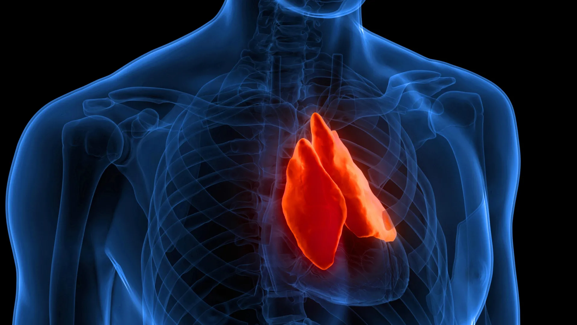 Studies Link Adult Thymus Health to Longevity, Disease Risk, and Cancer Immunotherapy Outcomes