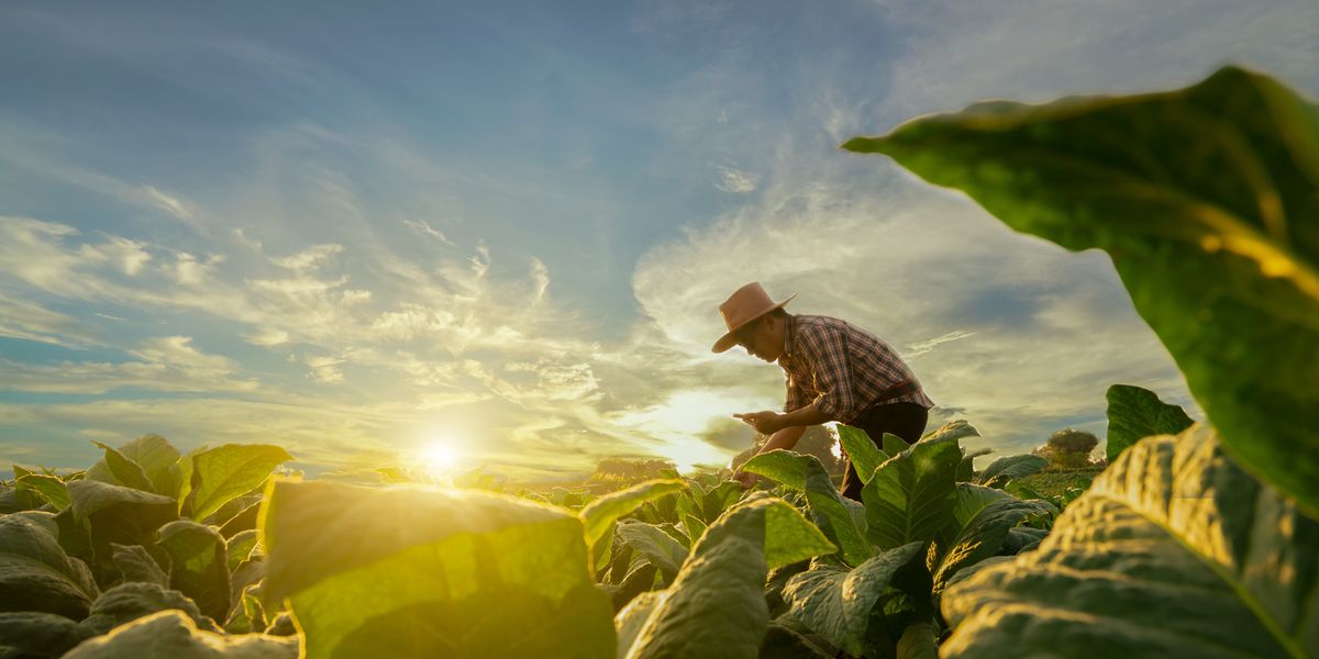 Former Trump aide warns trade policies are hurting farmers and threatening Republican support