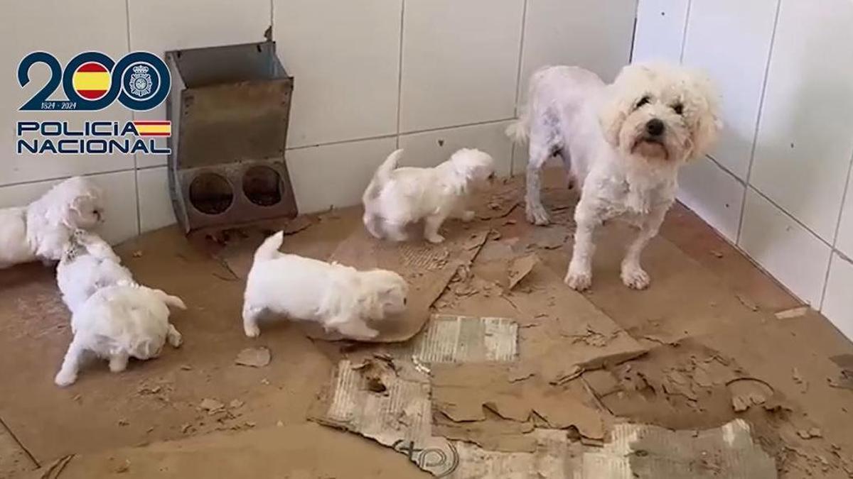 Málaga alcanza cifras récord de empleo en mayo mientras la Policía desmantela un criadero con 300 animales en mal estado