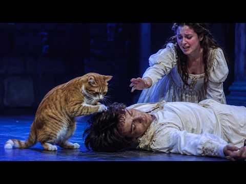 Un gato sube al escenario y roba el protagonismo de Romeo y Julieta