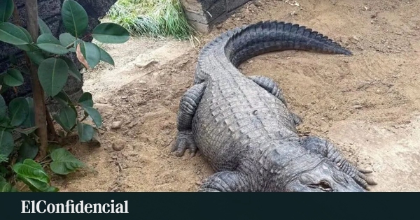 Un menor resulta gravemente herido tras ser arrojado a un recinto de cocodrilos en un zoológico del Reino Unido; hay un detenido