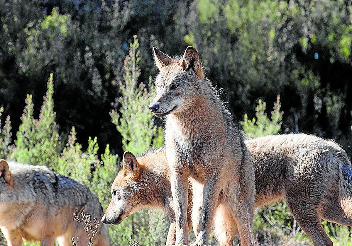 Las comunidades autónomas acuerdan permitir el control letal del lobo en España tras considerar su estado de conservación favorable