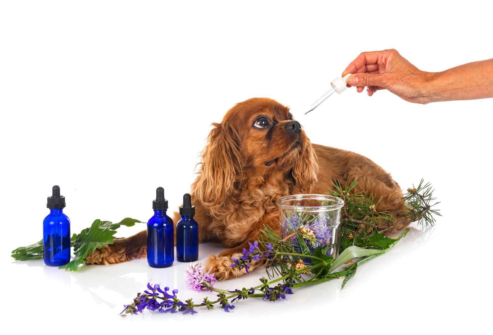 Productos naturales para el bienestar de mascotas en Guatemala