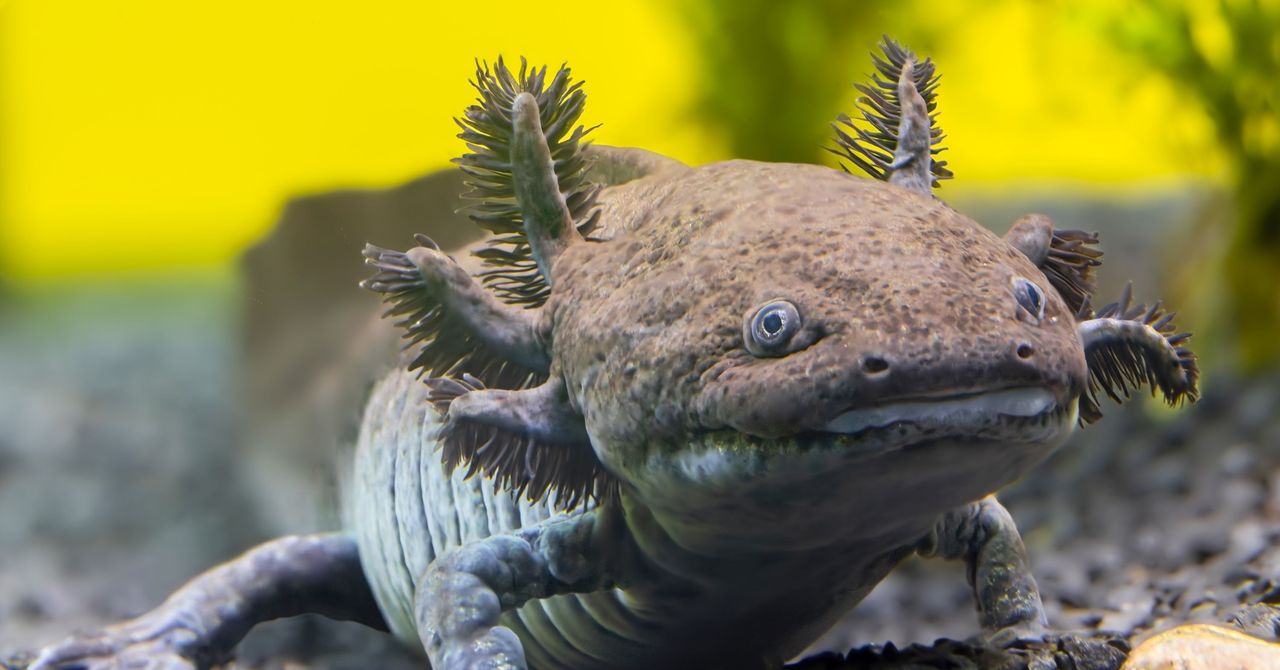 New Fossil Species of Axolotl Reveals Ancient Presence in Mexico