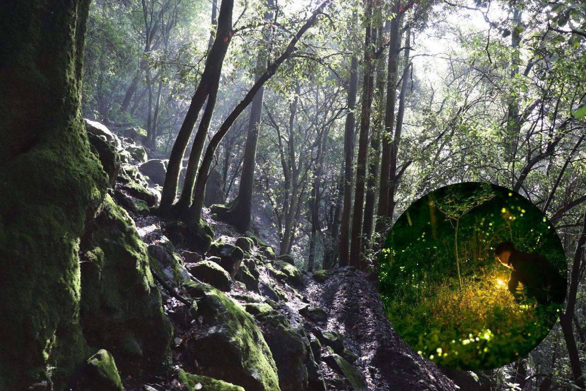 Lugares para observar luciérnagas y normas de conservación en CDMX
