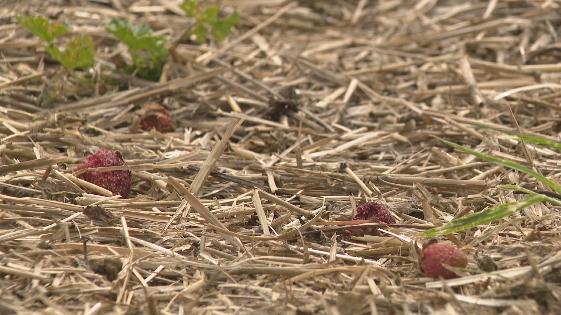 Saskatoon Farm Faces Loss After Hailstorm Destroys Strawberry Crops