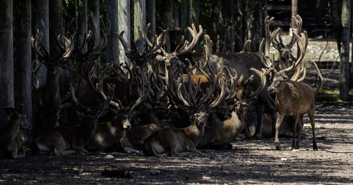 Marineland Deer Situation Under CFIA Investigation Amid Animal Removal Concerns