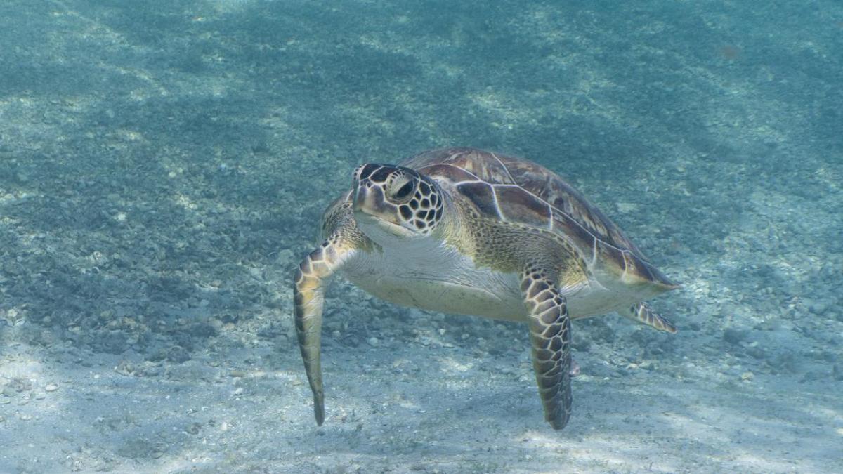 Trump Reverses Endangered Species Habitat Protections