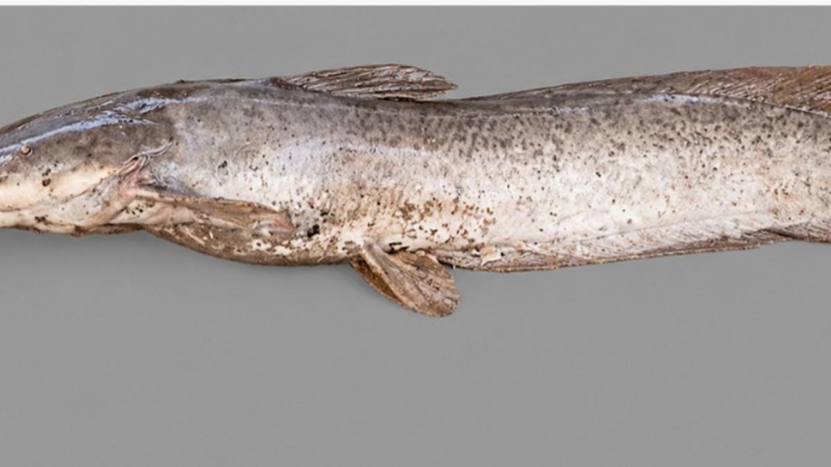 Periyar Tiger Reserve Launches Initiative to Control Invasive African Catfish