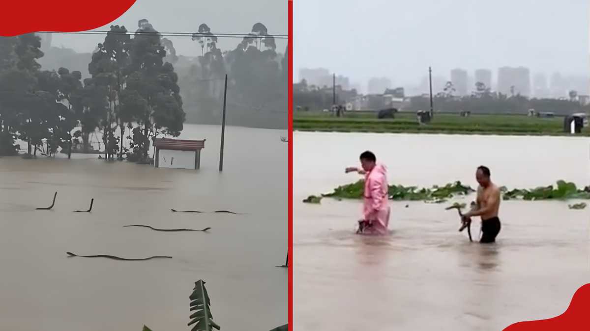 Venomous Snakes Escape into City Amid Floods Caused by Typhoon Maysak