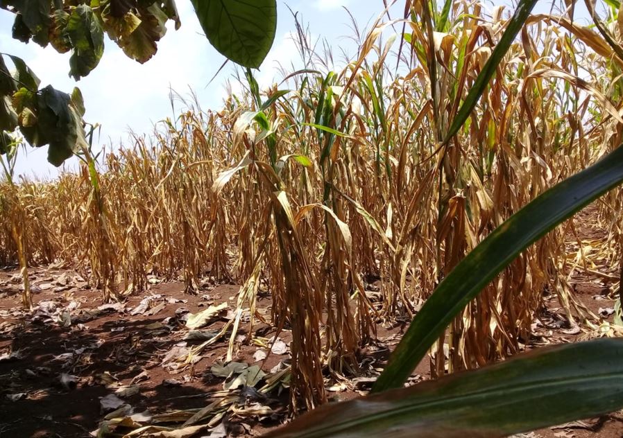 Guatemala entra en período de canícula 2026 con riesgos climáticos