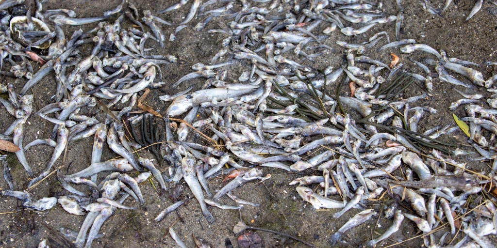 Ola de calor causa muerte de miles de peces en el río Potomac