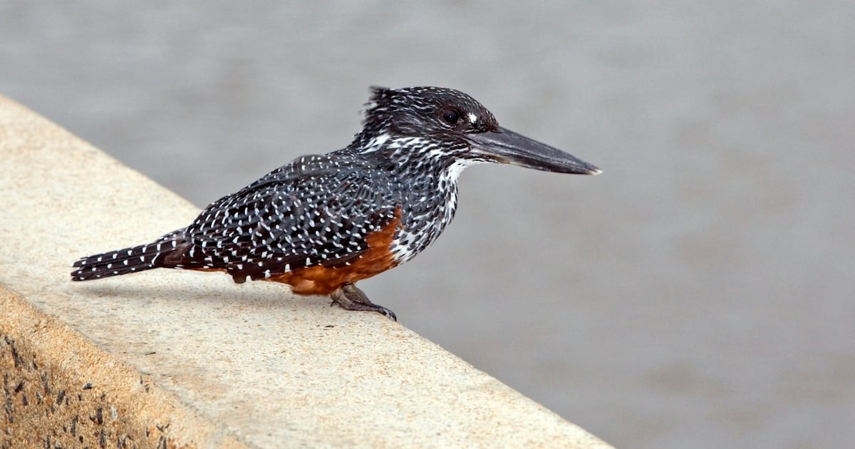 Kruger National Park ranks 10th globally for birdwatching diversity