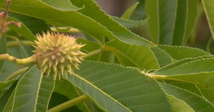 Calgary Dog Park Faces Safety Concerns Over Toxic Ohio Buckeye Trees