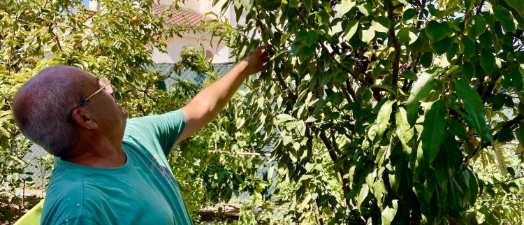 Un vecino de Nerva obtiene un Récord Guinness con un árbol que reúne nueve especies y 42 variedades frutales injertadas