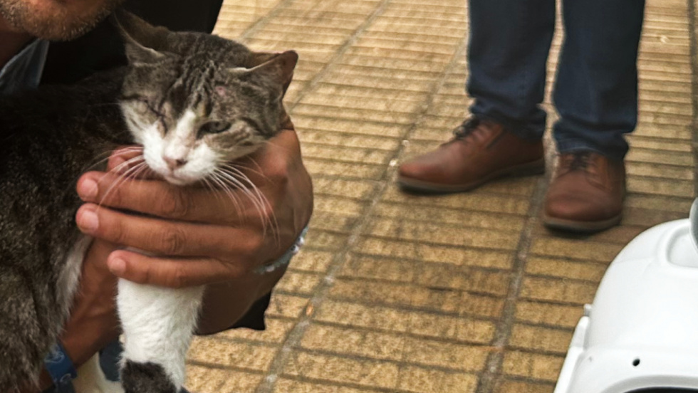 Atacan a una gata con escopeta en Torneiros; Policía investiga