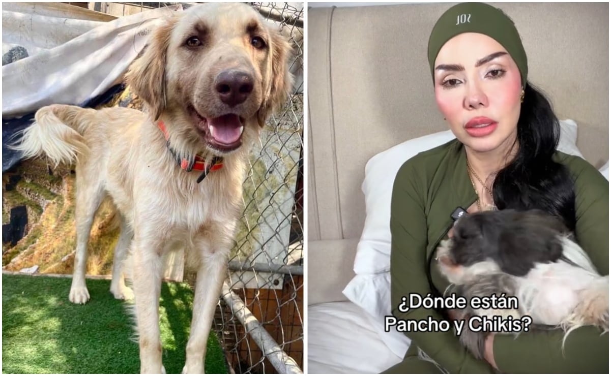 Refugio de animales exige pruebas de vida de perritos adoptados por influencer