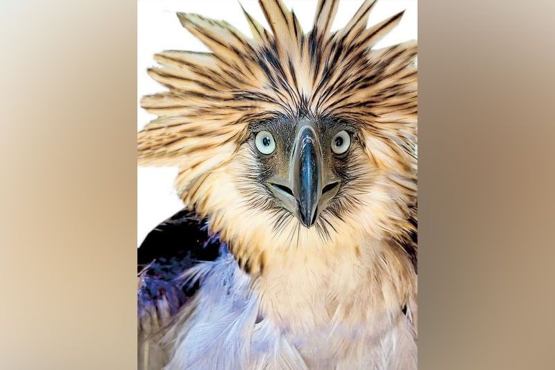 Farmer Rescues Injured Philippine Eagle, Earns Recognition