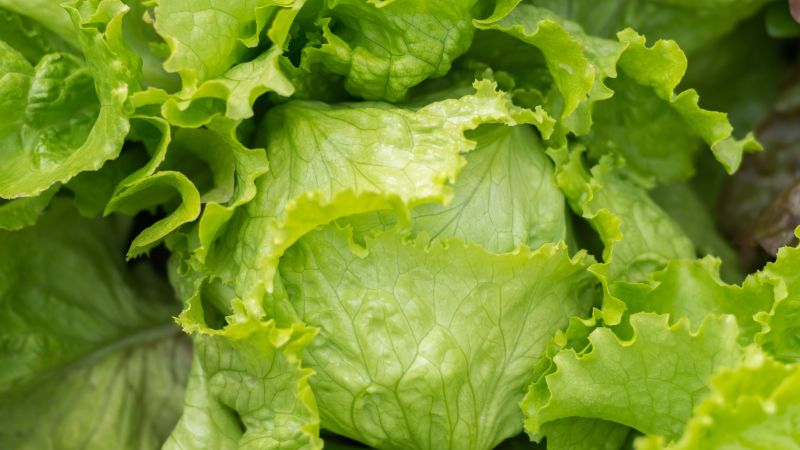 Taylor Farms Recalls Iceberg Lettuce Across 27 States Over Cyclospora Contamination Risk