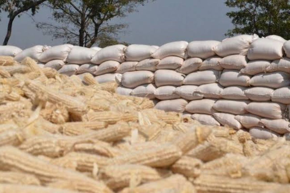 Tanzania's government outlines measures to stabilize maize prices through NFRA purchases