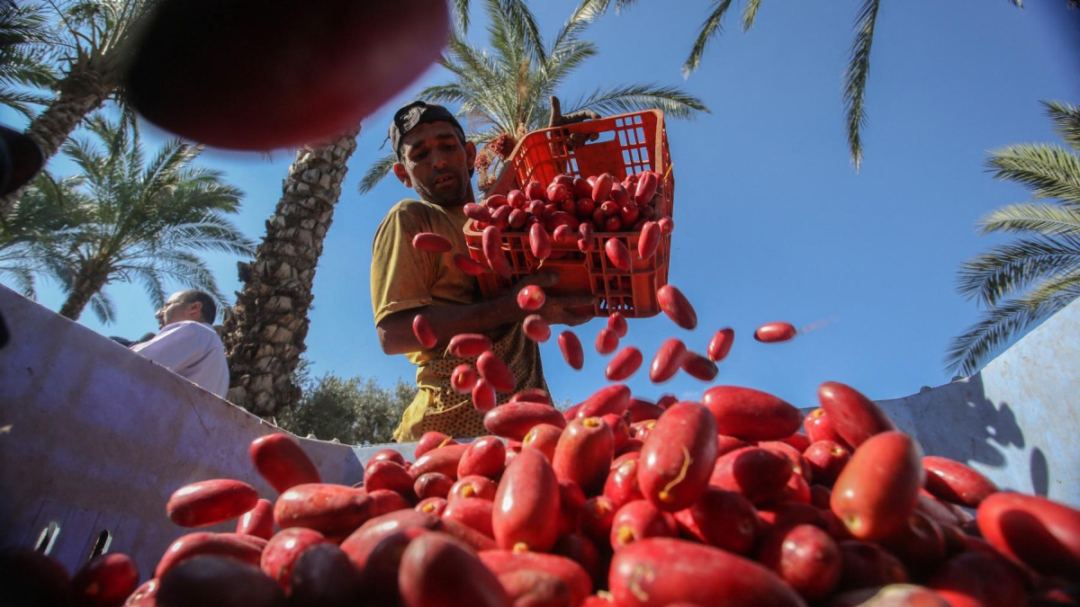 Supermercados españoles y empresas israelíes: análisis de acuerdos comerciales en la producción de dátiles
