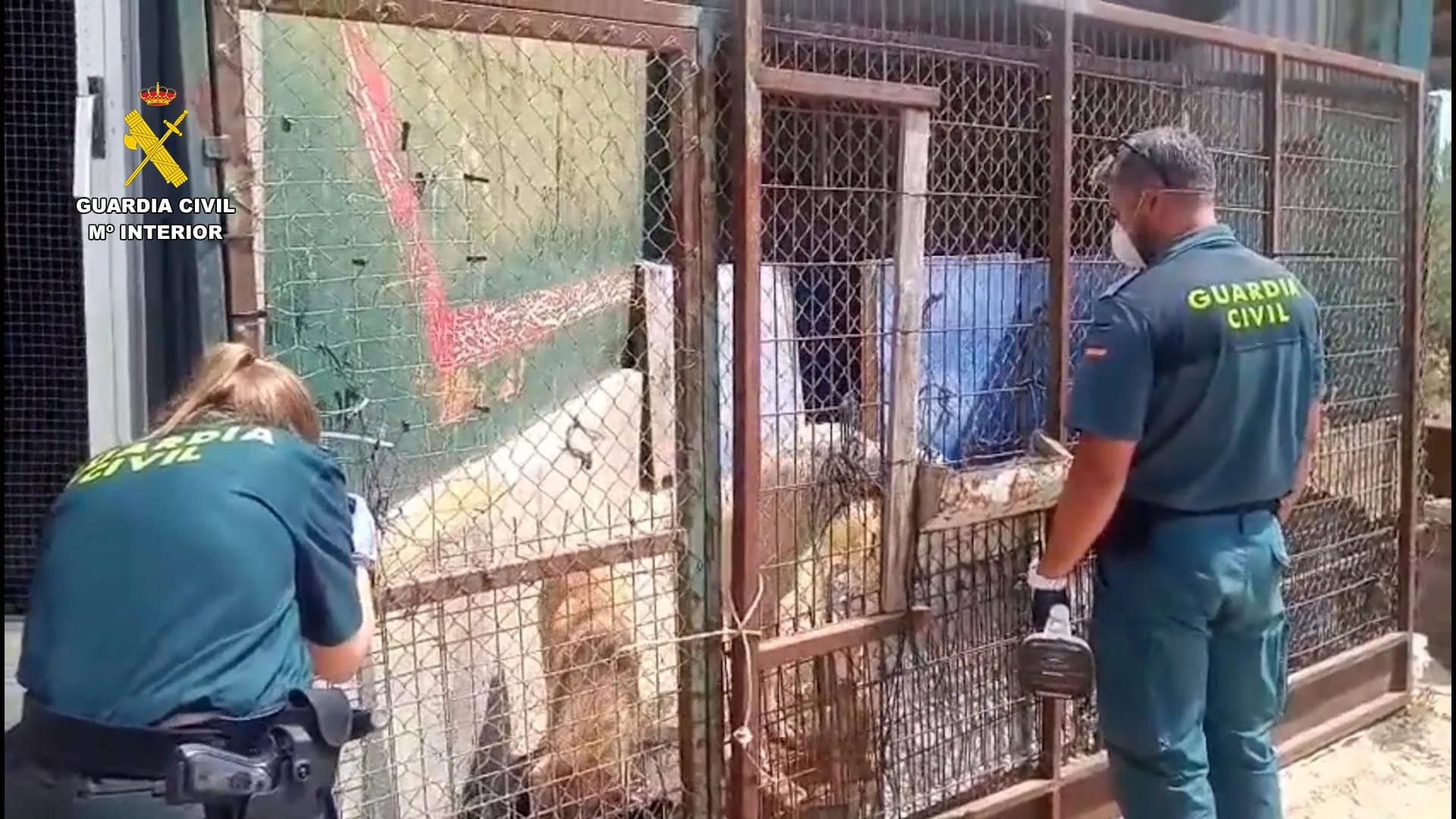 Investigation into animal abuse after finding dead and malnourished dogs in Extremadura farm