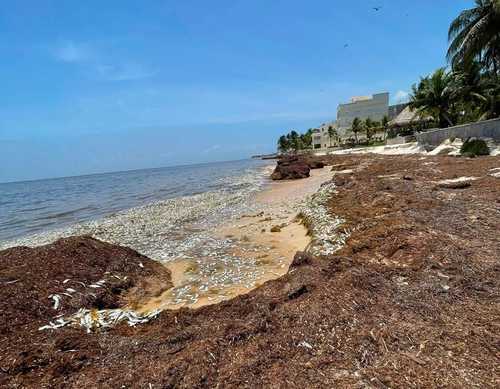Mortandad de peces en costas de Quintana Roo atribuida al sargazo
