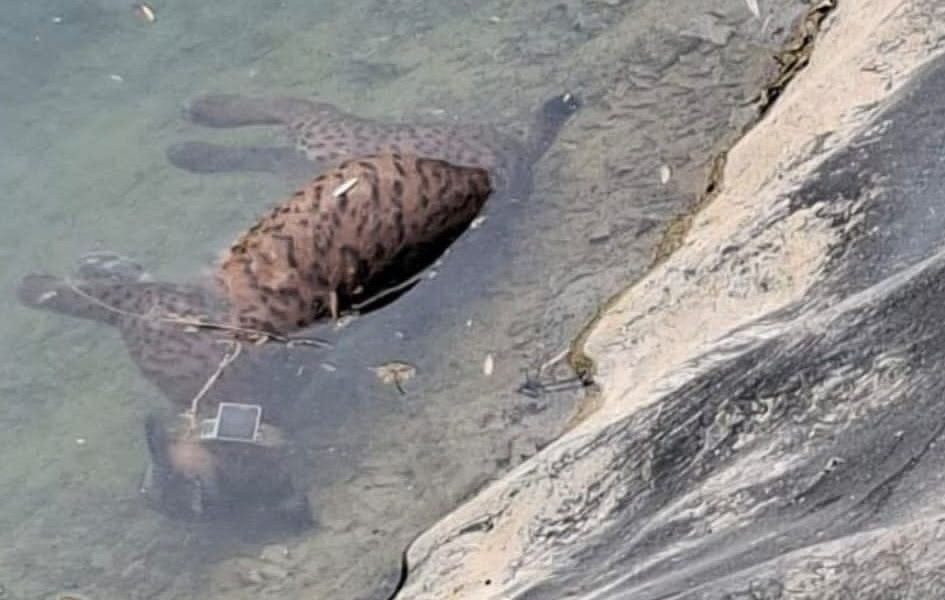 Fallece una hembra de lince ibérico y sus crías en Hellín