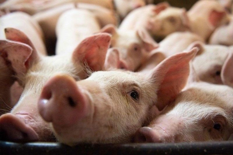 Two Cordillera municipalities enforce pork and hog entry ban to combat ASF threat
