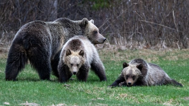 Hikers charged for off-leash dog encounter with grizzly bear in Banff National Park