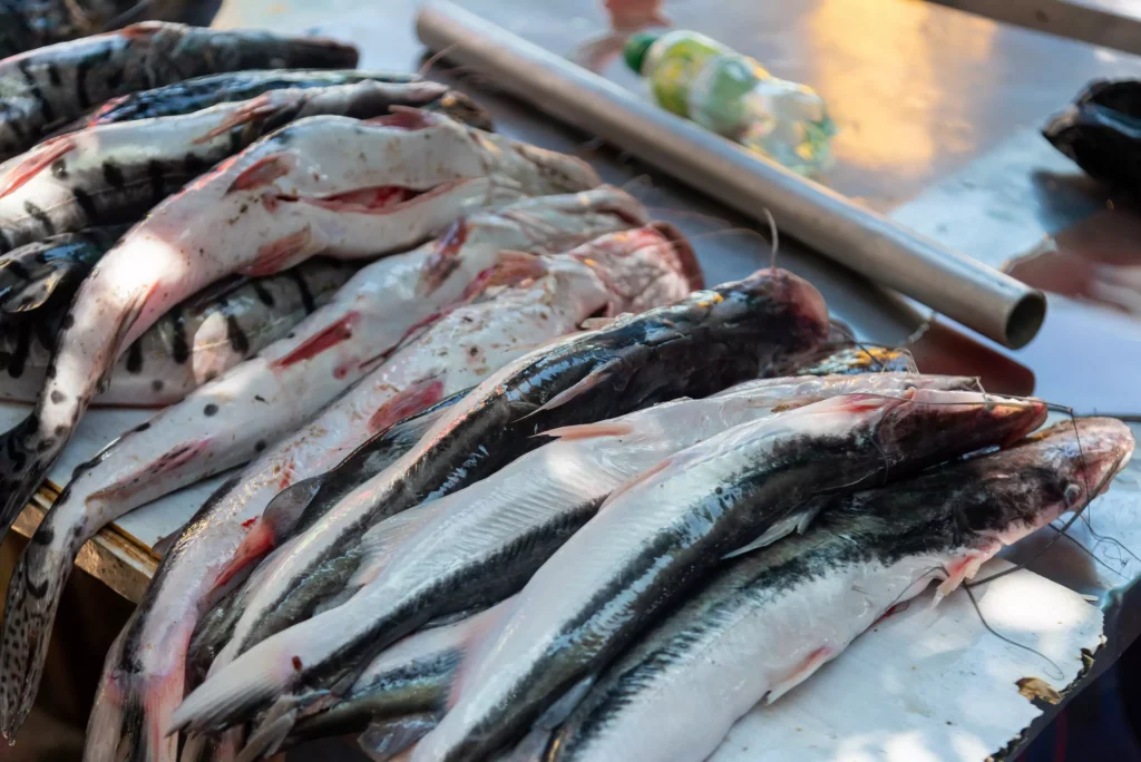 Digital transformation boosts Tanzania's fish trade efficiency