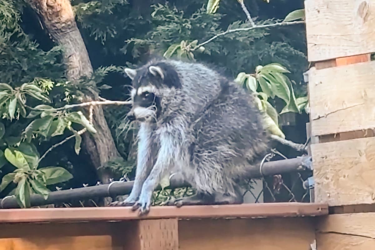 Raccoon with Spinal Condition Survives Thanks to Mother's Care