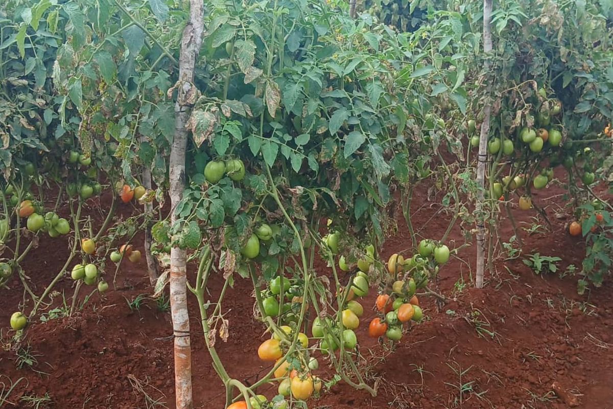 Nanenane Agricultural Exhibition Focuses on Training Women and Youth to Boost Local Production