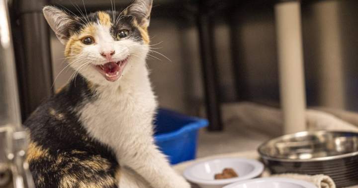 Montreal SPCA calls for ending pet restrictions in rentals amid rising animal surrenders