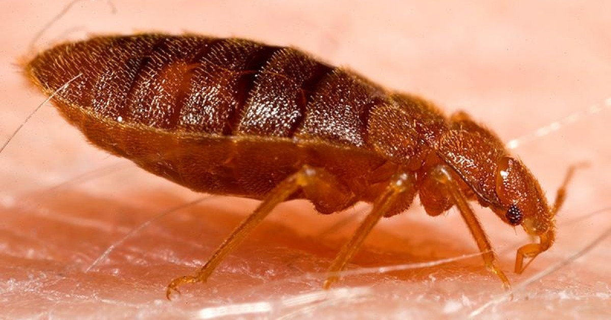 Plaga de chinches avanza en La Habana por condiciones críticas y falta de recursos