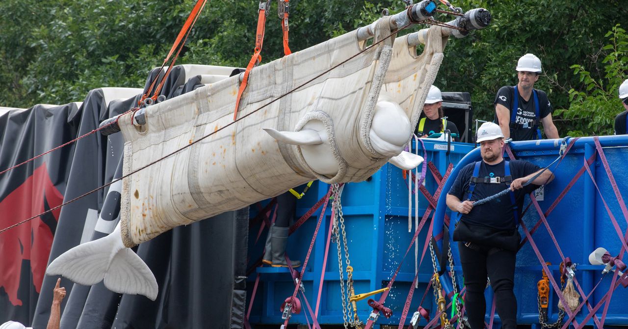 International Consortium Rescues Four Belugas from Closure of Canadian Aquarium