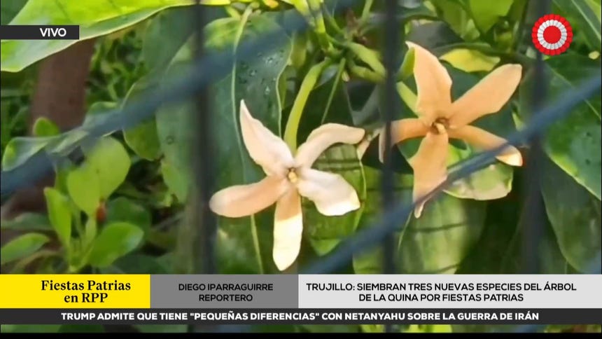 Trujillo siembra tres especies nuevas del árbol de la quina para celebrar los 205 años de independencia